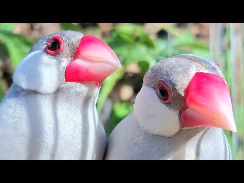 Java sparrow likes to sing sweet song very much. Sing in the java sparrows land. Java sparrow sound