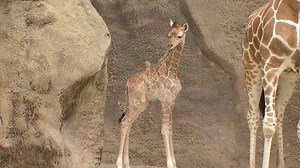 1.7M views · 14K reactions | BABY GIRAFFE! A baby giraffe, named Beau, made his debut at the Philadelphia Zoo today! The 10-day old baby was a little shy at first, but eventually embraced the cameras with his mom! MORE: https://bit.ly/2M49RBb | FOX 29 | Facebook