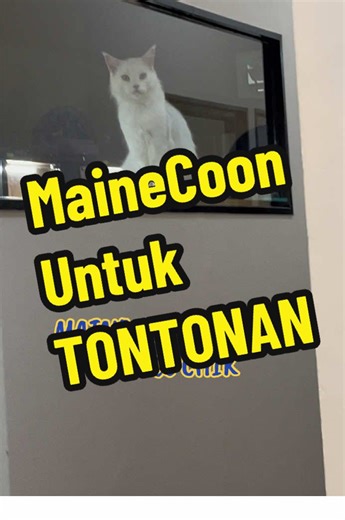 mainecoon hensem! diam tak diam sejak 2022-2026 dah uncle chik jaga! punca sebab lokie la uncle chik belajar mandi kucing 😂😂😂😂😂#catgroomingmalaysia #catgroomingsepang #catgroomingselangor #unclechikcatshop #catboardingsepang @Uncle Chik Admin @Uncle Chik Cat Shop @UncleChik @Unclechikteam
