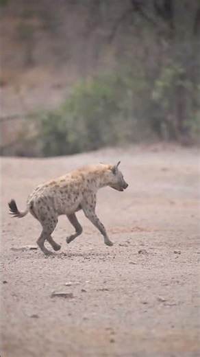 Hyena's Hunt Fails – Deer Outsmarted! | Failed Ambush: Hyena vs Fast Deer! | Deer Outsmarts Hyena