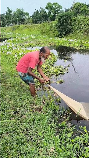 Traditional Net Fishing #ytshorts