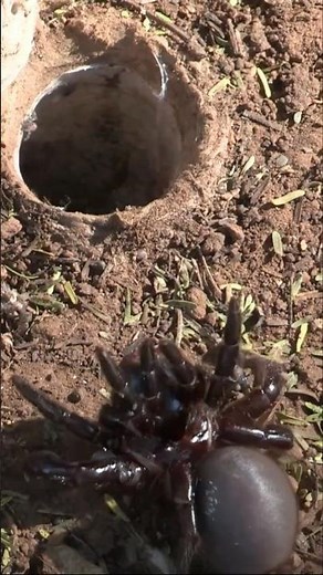 This Spider Hunts Mice—No Web Required 😳🕷️