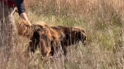 5.5K views · 65 reactions | Beretta, the German Longhaired Pointer #gundog #huntingdog #birddogtraining #midnightkenneltraining #germanlonghairedpointer | Midnight Kennel | Facebook