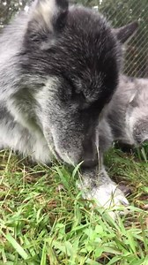 3.8K views · 191 reactions | Hello from Hydra | Texas Wolfdog Project: Rescue, Adoption and Education | Facebook