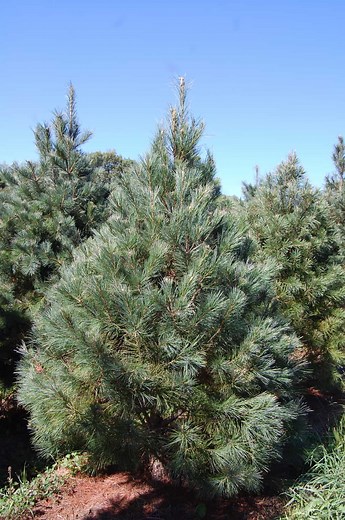 Southwestern White Pine - Plant Guide