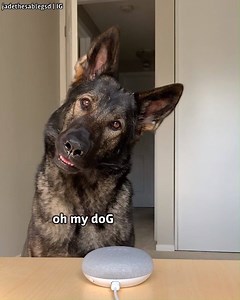 353K views · 8.1K reactions | Doggo reacts to different animal noises | Jade the Sable GSD | Facebook