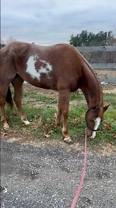 Rockstar is our sweet 6 year old red roan overo paint mare! In love with her coloration😍🐴 #fy