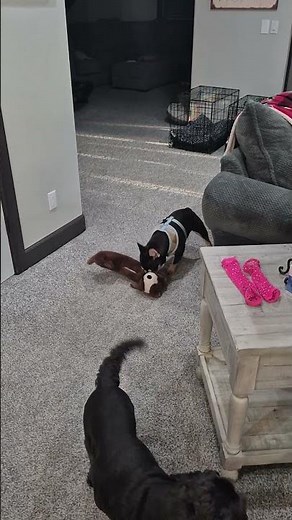 Rabid Dog Attacking Our Household. This Frenchie Is Out Of Control And Should Be Stopped. #puppy