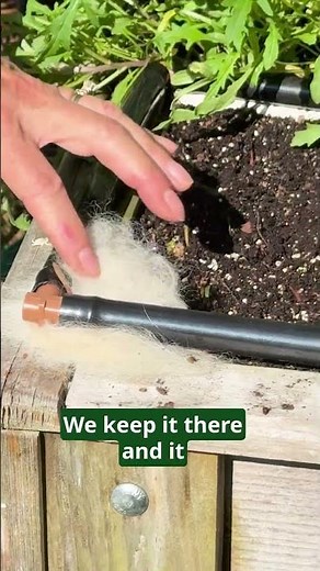 Wild Arugula Harvest and Gardening Hack