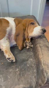 145K views · 1.2K reactions | Only horizontal running today #dog #bassethoundlife #bassethound #bassethoundlove #bassethoundmoments #virals #bassethoundpuppy #bassethoundsofinstagram #bassethoundsofinstagram | Basset Hound Lover | Facebook