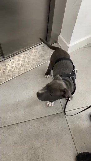 Glitch in the Matrix 😂 Blue Staffordshire Bull Terrier turns from pup #trend #doglover #puppies #virals #xyzbca #staffy #puppy #funnydog #animals #fyp #foryou | Sassy The Staffy