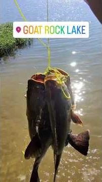 Flathead, Blue, and Channel Catfish are back. #fishing #bassfishing #catfishing #breamfishing