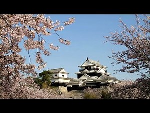 Matsuyama Castle and Cherry Blossoms ( Ehime, Japan )