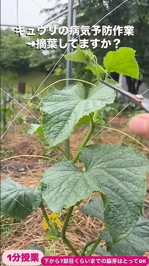 【有機栽培1分授業】キュウリの病気を防ぐにはまずこの作業してますか！？ベトやうどんこ病に強くなります！#キュウリ栽培 #キュウリ #有機無農薬栽培 【野菜作り名人への道】