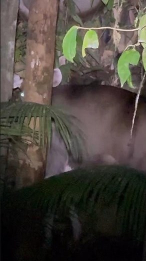 VEADO parou no limpo🦌😨 #caçadas #wildlife #animals #espera #nature #amazônia