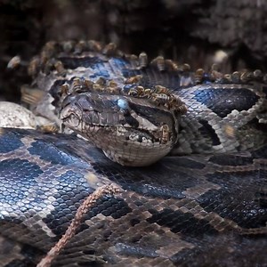 93K views · 520 reactions | Python vs Bee! Animal Life | Animal Life | Facebook