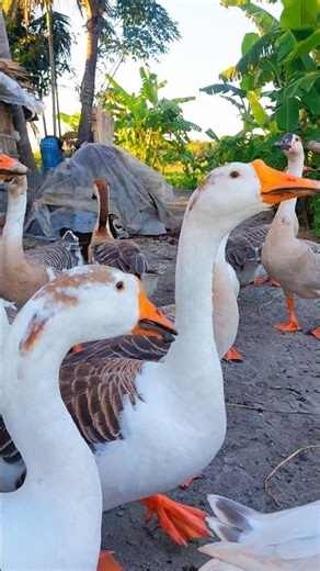 Swans Sounds So funny 🤣 #shorts