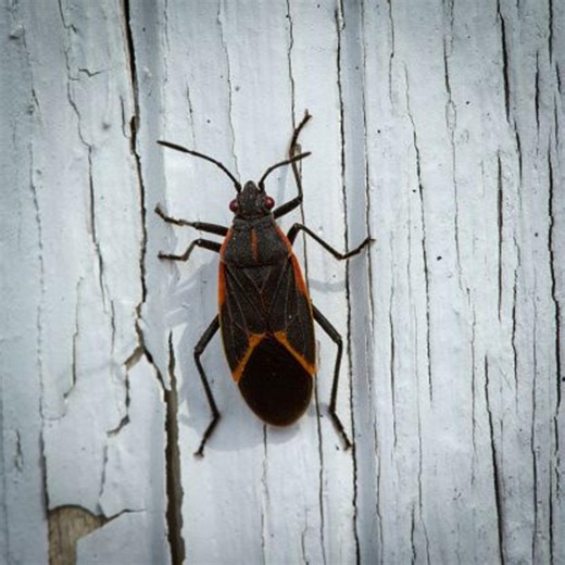 What To Know About The Box Elder Bugs Popping Up In Your Neighborhood This Fall