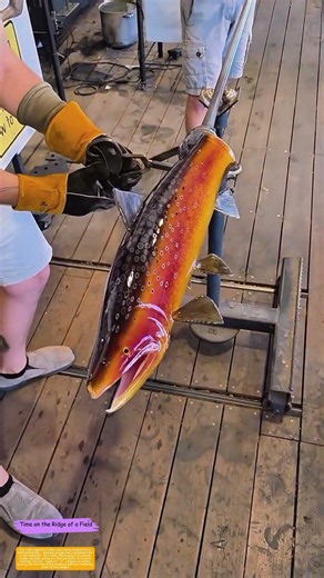 Glass on the Edge: Why Molten Fish Need Tiny Beads to Survive Cooling