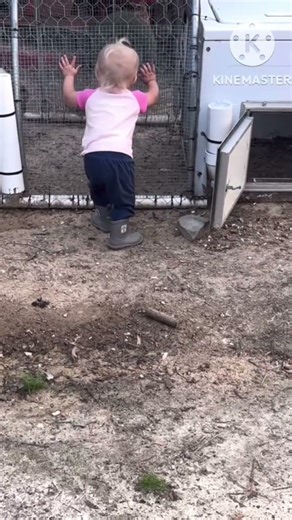 When your 1 years old and favorite chicken gets ready for bedtime. #homesteadhappenings #chickenlife