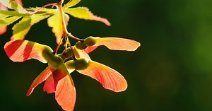 Why are some maple trees not dropping seeds?