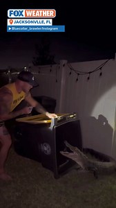 5.4M views · 24K reactions | That's not the Easter Bunny! When you get called away from Easter dinner to wrangle an alligator, sometimes you need to use the tools you have on site, which is what one Florida gator handler did. https://www.foxweather.com/earth-space/barefoot-florida-man-wrangles-angry-alligator-trash-can | FOX Weather | Facebook