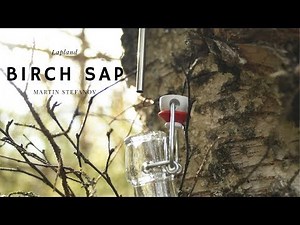 Birch sap / Birch water / How to find water in the forest?