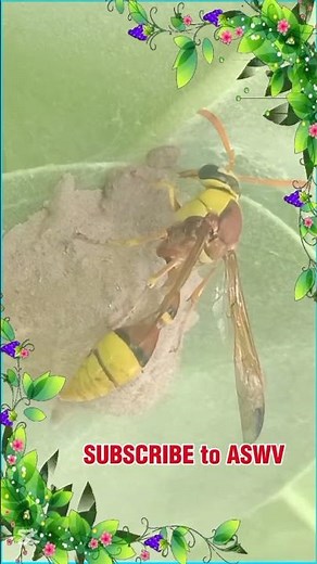 "Amazing Wasp 🐝 | The Fearless Insect of Nature | Close-up View in 4K"