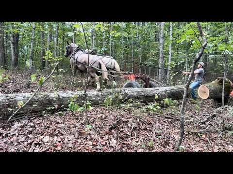 Stuck truck, Horse loging rain love Tennessee