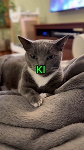 1.5K views · 27 reactions | Do these cat languages when upset with your cat ‍⬛ audio credit - petparadee #catsofinstagram #catsoffacebook #cats #catmom | purrfectinfluencer | Facebook