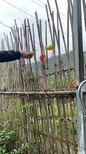 Slow motion video of exploding balloons