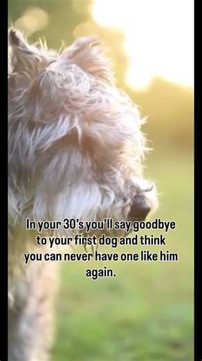 Bowser | The Ranch Schnauzer on Instagram: "I grew up with dogs, but the first dog that was truly mine—not the family dog—was a mini schnauzer named Demolition. Demo saw me finish my military service. He got me through my divorce. He moved across the country with me twice. He was my kids’ first best buddy. For 13 years, we did life side-by-side. Losing him broke me. His little paws left giant shoes to fill, and for four years I believed no schnauzer could ever measure up. I didn’t even want to t