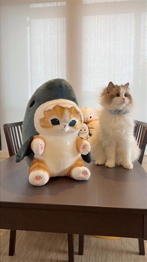 Mofu meets Mofu #shorts #cat #ragdoll