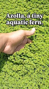 Azolla, a tiny aquatic fern, plays a significant role in paddy...