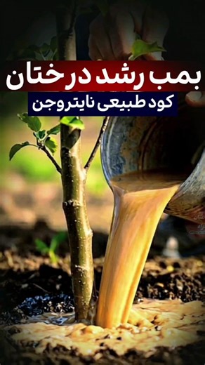 با این کود رشد درختان را ده برابر کن و میوه را با کیفیت عالی تولید کن! #باغبان_آزاد #قربان_آزاد