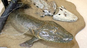 11 shares | Our latest Nature Scoop is about the amazing ancient fish with limbs, Tiktaalik roseae, that is now back in Canada. The fossils were recently brought to the museum collections by the American scientists who discovered them in 2004 in the Canadian Arctic. | Canadian Museum of Nature | Facebook