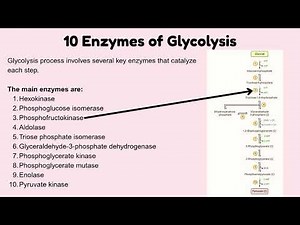 10 Enzymes of Glycolysis Explained | Step-by-Step Biochemistry for Medical Students