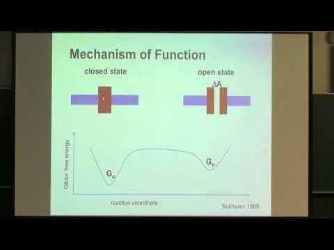 Prof. Rudolf Merkel | Mechanobiology of cells