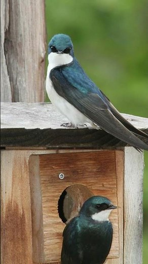 Tree Swallow Video Bird Call Bird Song Nature Sounds