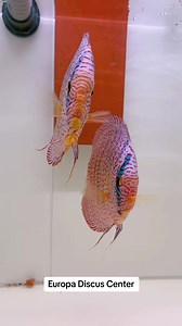 1.6K views · 224 reactions | Europa Discus Center...