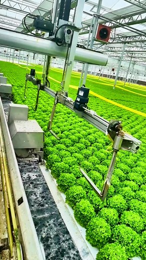 Super vegetable planting greenhouse, 90% automation, the future of agriculture, is by your side!#smartgreenhouse #Greenhousemanufacturers #vegetableplanting