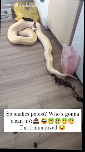 So snakes poops? Who’s gonna clean up?💩 😂🤮🤮🤢🤢 I’m traumatízed 😟 | Mtetezi Dennis