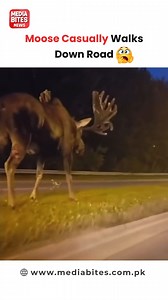 🦌🚶‍♂️ Moose on a Mission! 😂🔥 This majestic giant casually strolls down the road like it owns the place! 🚗💨 Traffic? What traffic? 🤣 Would you stop and admire or make a quick U-turn? 👀👇 #MooseOnTheLoose #WildlifeEncounter #NatureAtItsBest #MajesticMoose #RoadtripSurprise #AnimalLovers #ViralReel #WildlifeMoments #TrendingNow #UnexpectedGuest #NatureLover #CloseEncounter | Media Bites