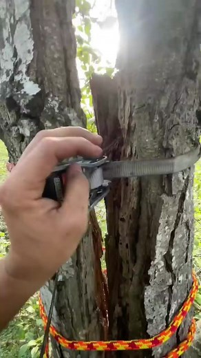 Treework on TikTok