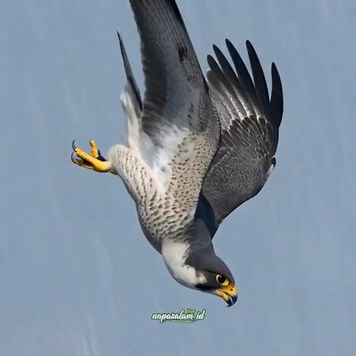 This Falcon Attack Happens in Seconds #shorts #falcon #wildlife