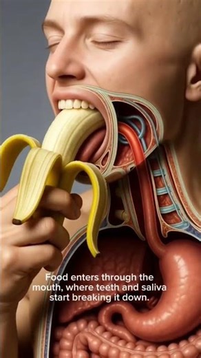 What Happens to Your Food Inside Your Body? | Full Journey Explained