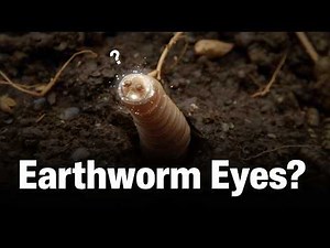 Do Earthworms Have Eyes? | Animal Biology Explained for You