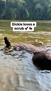 5M views · 10K reactions | Elephant Home & Nature is located in Kanchanaburi, Thailand! This is a elephant rescue home, and they take WONDERFUL care of their elephants. Riding is NOT allowed. The previous video encounter was a 20 second experience of her picking up a guest, while swimming together. Check them out if you’re ever in Thailand  | Melanin Globe | Facebook