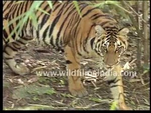 Most Famous Tiger Attack in Indian forests: the full story!