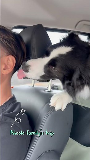 "おでかけ"って言葉が大好きな３頭 #ボーダーコリー #bordercollie